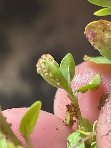Synchytrium globosum