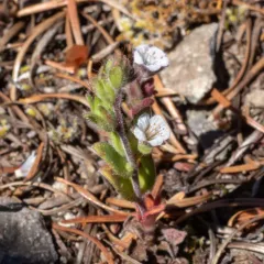 Spring Phacelia thumbnail 2