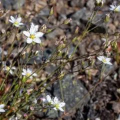 Beautiful Sandwort thumbnail 2