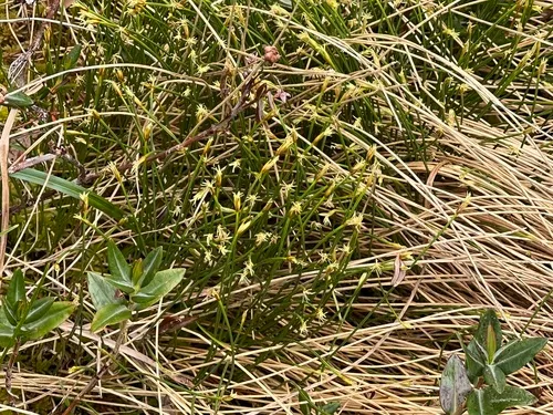 little bulrush