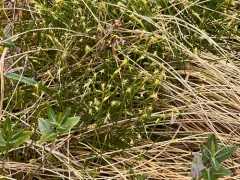 little bulrush thumbnail 1