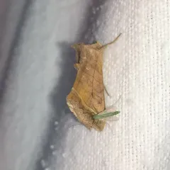 Dark-spotted Looper Moth thumbnail 1