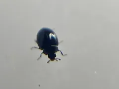 Micro Lady Beetle thumbnail 3