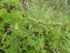 Siberian Wormwood thumbnail 1