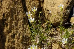 Newfoundland Chickweed thumbnail 1