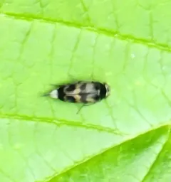Three-lobed Tumbling Flower Beetle thumbnail 3