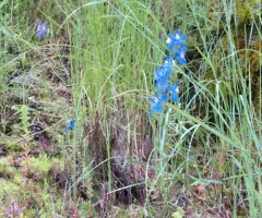 Sutherland's Larkspur thumbnail 3