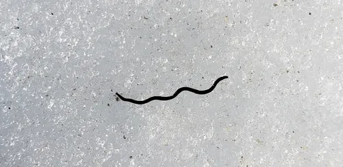 Mesenchytraeus solifugus