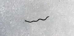 Mesenchytraeus solifugus thumbnail 1
