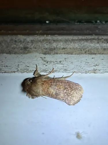 Eastern Grass Tubeworm Moth