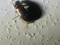 Mycetochara fraterna thumbnail 1
