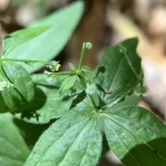 licorice bedstraw thumbnail 3