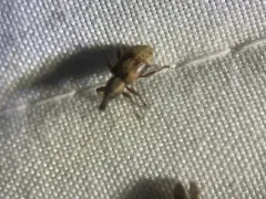 Listronotus delumbis thumbnail 2