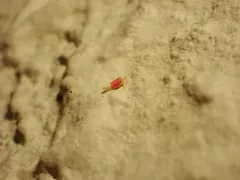 Ossiannilssonola tunicarubra thumbnail 3
