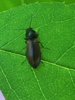 Ochre Click Beetle thumbnail 2