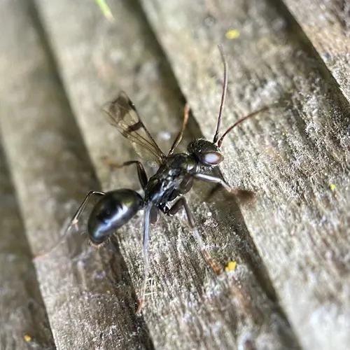 Deuteragenia sayi