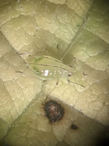 Foxglove Aphid