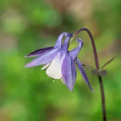 Small-flower Columbine thumbnail 2