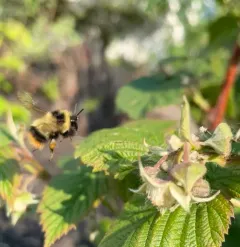 frigid bumble bee thumbnail 3