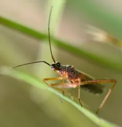 Collaria oculata thumbnail 4