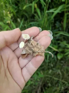 Mycetinis opacus thumbnail 4