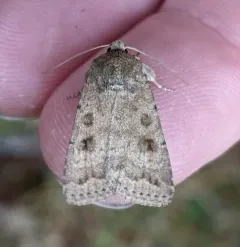 Mottled Rustic thumbnail 1