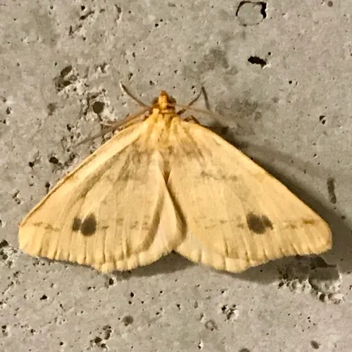 Currant Spanworm Moth