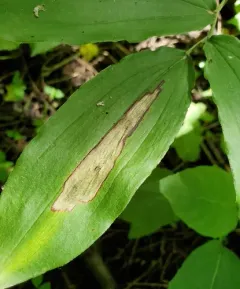 Synchysa tricincta thumbnail 3