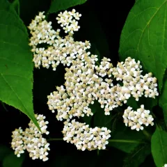 common yarrow thumbnail 2