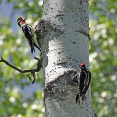Red-naped Sapsucker thumbnail 3