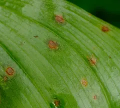 Zasmidium subsanguineum thumbnail 4