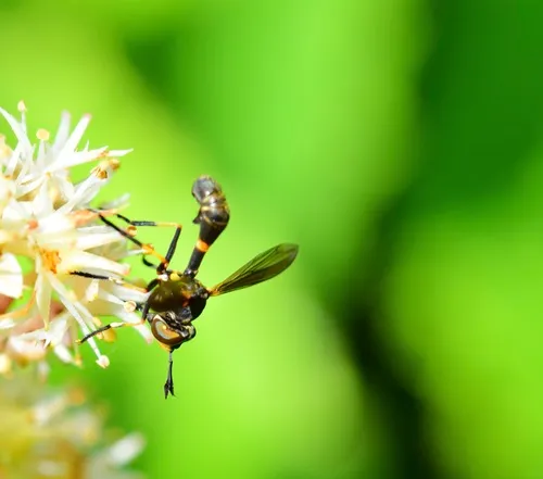 Physoconops obscuripennis