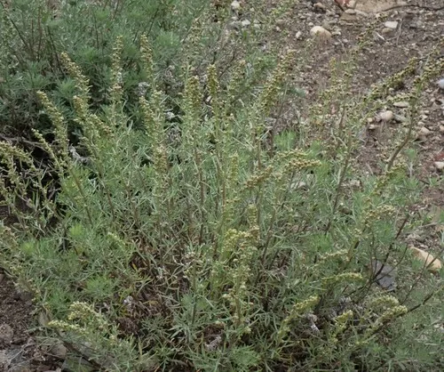 lemon sagewort
