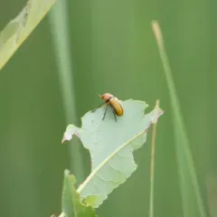 Clay-colored Leaf Beetle thumbnail 3