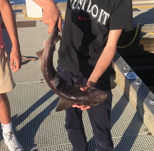 North Pacific Spiny Dogfish