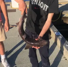 North Pacific Spiny Dogfish thumbnail 1