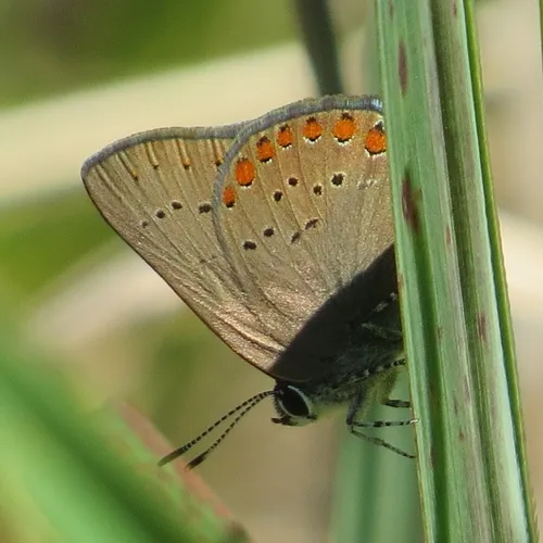 Coral Hairstreak