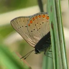 Coral Hairstreak thumbnail 1