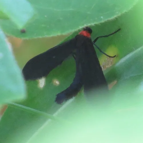 Grapeleaf Skeletonizer Moth