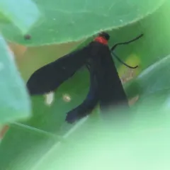 Grapeleaf Skeletonizer Moth thumbnail 1