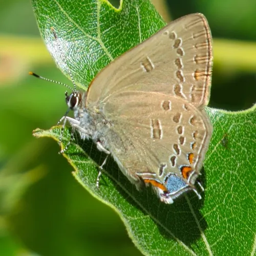 Edwards' Hairstreak