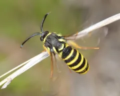 Pine Oak Clearwing thumbnail 3