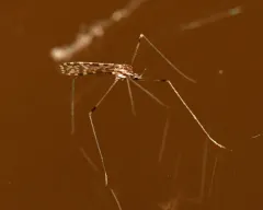 Erioptera needhami thumbnail 1