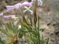 sagebrush phlox thumbnail 1