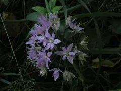 oneleaf onion thumbnail 2