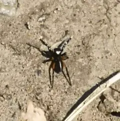 Contrasting Jumping Spider thumbnail 3