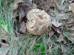 Porphyrellus sordidus thumbnail 2