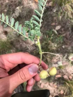 Platte River Milkvetch thumbnail 3