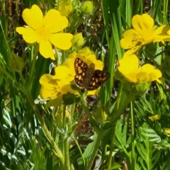 Western Arctic Skipper thumbnail 2