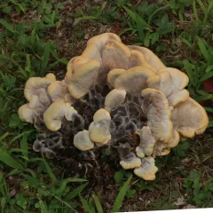Black-staining Polypore thumbnail 4